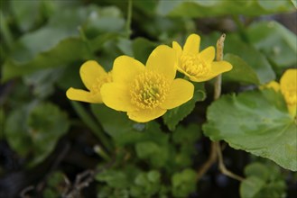 Marsh-marigold (Caltha palustris) blossoms, Bavaria