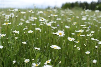 Meadow full of ox-eye daisy (Leucanthemum vulgare) blossoming, Bavaria