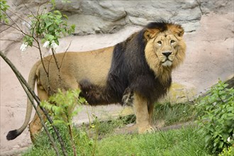 Asiatic Lion (Panthera leo persica) male in a forest clearing, captive, occurrence India