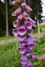 Close-up of pink foxglove flowers against a green natural background, Foxglove (Digitalis