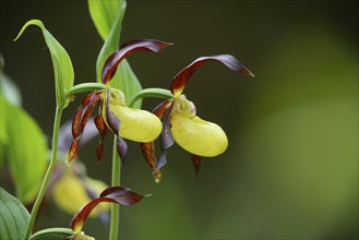 Close-up of lady's-slipper orchid (Cypripedium calceolus) in a forest in spring, Bavaria, Germany,