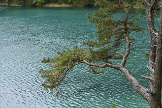 Branch of a tree protrudes over blue-green water of a lake, lush vegetation can be seen in the