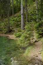 Path along a forest on the lakeshore with clear green water, surrounded by tall trees, Grüner See,