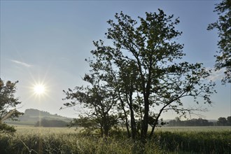A tree in a field in the early morning light, the sun is just rising and illuminates the landscape,