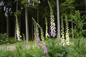 Various tall foxglove plants with white and purple flowers growing in a forest, Foxglove (Digitalis