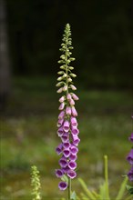 A single foxglove stem with purple flowers extending from it, set in a natural green environment,