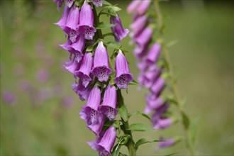 Pink foxglove flowers on a green background showing natural beauty, Foxglove (Digitalis purpurea),