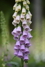 A close-up of a foxglove flower with purple and white blooms against a green background, Foxglove