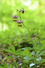 Close-up of a Martagon lily (Lilium martagon) flowering in a forest surrounded by green foliage,