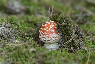 A small fly agaric (Amanita muscaria) nestled in the mossy ground of a forest, Bavaria