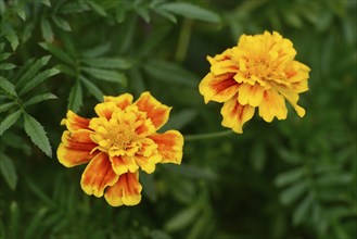 Two vibrant marigold flowers with yellow and orange petals surrounded by green leaves, Tagetes,