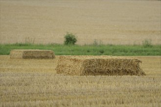 Cuboid bale of straw on a wide field with a green stripe in the background, Upper Palatinate