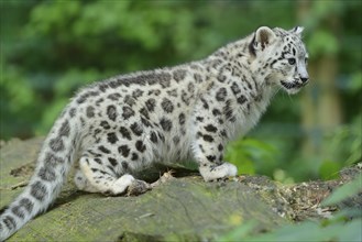 Snow leopard (Uncia uncia) young on a tree trunk, captive, occurrence Asia