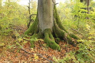 Close-up of tree roots covered in moss surrounded by autumn leaves in a forest, Bavaria Forest