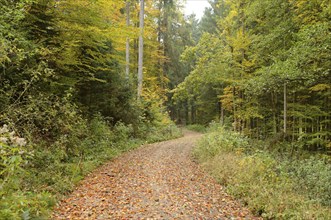 A forest path covered with autumn leaves surrounded by trees with colorful foliage, Bavaria Forest