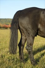 Close-up of the tail of a black horse, Arabo-Haflinger in a meadow, Bavaria