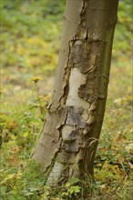 A close-up of a tree trunk with textured bark, set against the forest floor in autumn, Bavaria