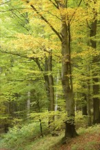 A forest scene with trees having both green and yellow leaves, representing early autumn, Bavaria