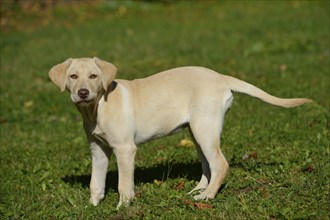 A Labrador Retriever puppy stands on a green meadow and looks curiously into the camera, Bayern