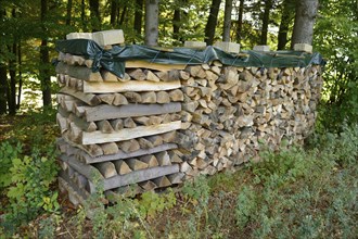 Stack of firewood neatly piled and covered in a forest setting, Bavaria