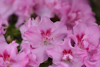 Close-up of blossoms from a Rhododendron