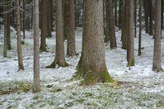 Winter forest scene with snow on the ground and tall trees, offering a quiet and serene atmosphere,