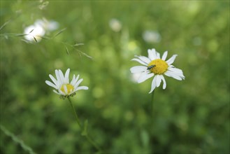 Lovely ox-eye daisies (Chrysanthemum leucanthemum) in a garden in Franconia. Coburg, Germany,