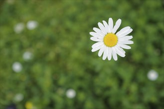 Lovely ox-eye daisies (Chrysanthemum leucanthemum) in a garden in Franconia. Coburg, Germany,