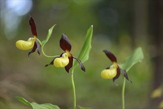 Close-up of lady's-slipper orchid (Cypripedium calceolus) in a forest in spring, Bavaria, Germany,