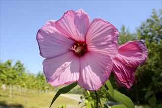 Close-up of the blossom from a Hibiscus