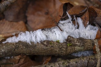 Hair rice on dead wood, Close Up, Dillendorf, Rhineland-Palatinate, Germany, Europe