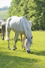 White Connemara ponies eating grass in a sunny pasture, Bavaria