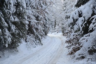 A snow-covered path winding through a dense, tranquil winter forest with tall, snow-laden trees,