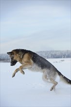 German shepherd dog jumping full of energy in the snow in cold winter weather, Bavaria