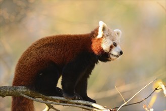 Red panda (Ailurus fulgens) on a bough, captive