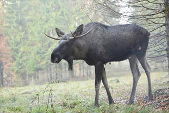 Close-up of an Eurasian elk (Alces alces) or moose in autumn in the bavarian forest