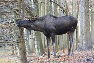 Close-up of an Eurasian elk (Alces alces) or moose in autumn in the bavarian forest