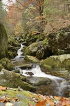 Winding stream flowing through a forest surrounded by leaves and moss-covered rocks, Bavarian