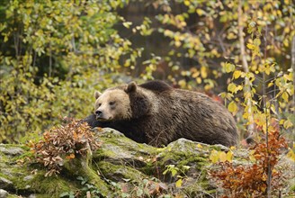 Eurasian brown bear (Ursus arctos arctos) sleeping in an autumn forest, Bavarian Forest National