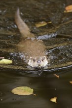 Close-up of a European otter (Lutra lutra) in autumn in the bavarian forest