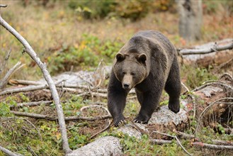 Eurasian brown bear (Ursus arctos arctos) on a tree trunk in an autumn forest, Bavarian Forest