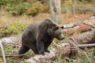 Eurasian brown bear (Ursus arctos arctos) walking in a forest, Bavarian Forest National Park