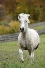 Beige pony runs across a meadow, surrounded by autumn leaves and a wooden fence, Bavaria