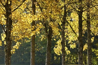 Landscape of Norway maple (Acer platanoides) tree trunks in autumn