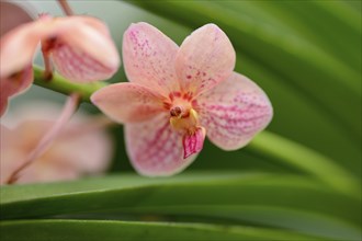 Close-up of blossoms from a Ascocenda Yip Sum Wah orchid