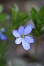 Close-up of a Common Hepatica (Anemone hepatica) blossom in a forest in spring, Bavaria, Germany,