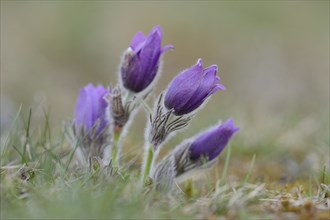 Close-up of pasque flower (Pulsatilla vulgaris) blossoms in a meadow in spring, Bavaria, Germany,