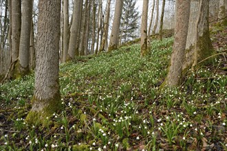 Landscape of Spring Snowflake (Leucojum vernum) blossoms in a forest in spring, Upper Palatinate,