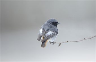 Black Redstart (Phoenicurus ochruros) sitting on a branch in winter, Bavaria, Germany, Europe