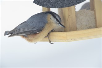 Eurasian Nuthatch (Sitta europaea) in winter, Bavaria, Germany, Europe